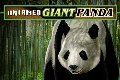 Untamed giant panda