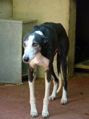 Greyhound in Spanje